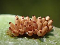 Attēlu rezultāti vaicājumam “Cribraria rubiginosa macro”