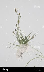 Attēlu rezultāti vaicājumam “Subularia aquatica”