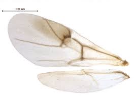 Attēlu rezultāti vaicājumam “Diplolepis rosae”