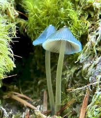 Attēlu rezultāti vaicājumam “Mycena amicta”
