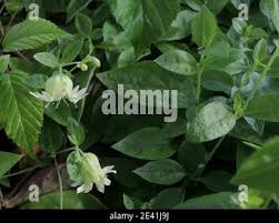 Attēlu rezultāti vaicājumam “Silene baccifera leaf”