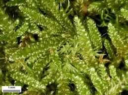 Attēlu rezultāti vaicājumam “Hypnum pallescens sporophyte”