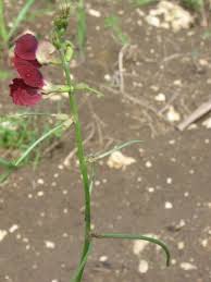 Attēlu rezultāti vaicājumam “Enteridium liceoides macro”