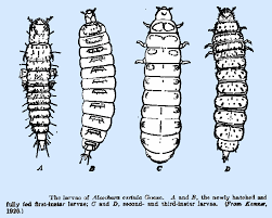 Attēlu rezultāti vaicājumam “Mellicta athalia larva”