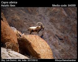 Attēlu rezultāti vaicājumam “Capra”