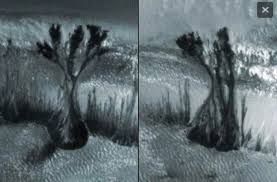 Image result for mars trees