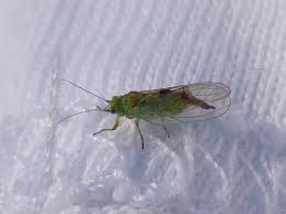 Attēlu rezultāti vaicājumam “Psylla alni”