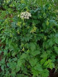 Image result for Pimpinella saxifraga