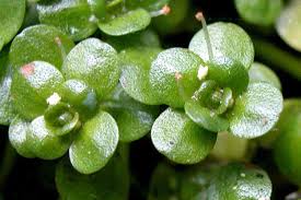 Attēlu rezultāti vaicājumam “Callitrichaceae”