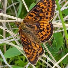 Attēlu rezultāti vaicājumam “Boloria eunomia underside”