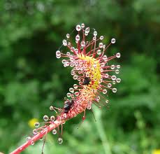 Attēlu rezultāti vaicājumam “Drosera anglica leaf”