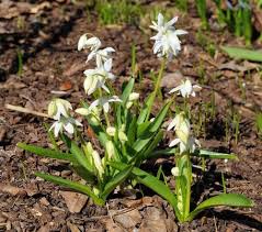 Attēlu rezultāti vaicājumam “Scilla siberica leaf”
