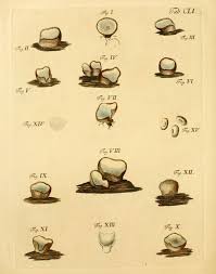 Attēlu rezultāti vaicājumam “Humaria hemisphaerica”