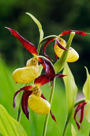 Attēlu rezultāti vaicājumam “Cypripedium calceolus flower”