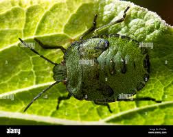 Attēlu rezultāti vaicājumam “Palomena prasina nymph”
