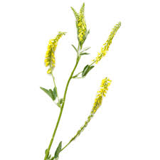 Attēlu rezultāti vaicājumam “Melilotus officinalis flower”