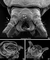 Attēlu rezultāti vaicājumam “Phosphaenus hemipterus male”