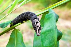 Attēlu rezultāti vaicājumam “Deilephila elpenor larva”