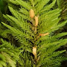 Attēlu rezultāti vaicājumam “Abietinella abietina var. hystricosa”