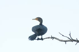 Image result for Phalacrocorax auritus