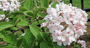 Attēlu rezultāti vaicājumam “Adoxaceae”