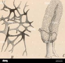 Attēlu rezultāti vaicājumam “Diachea sp.”