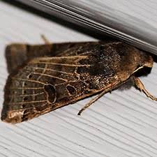 Attēlu rezultāti vaicājumam “Agrochola litura imago”