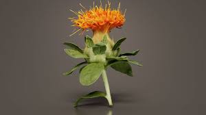 Image result for Carthamus tinctorius