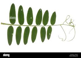 Attēlu rezultāti vaicājumam “Vicia sepium leaf”