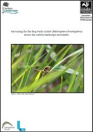 Attēlu rezultāti vaicājumam “Metrioptera brachyptera”