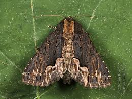 Attēlu rezultāti vaicājumam “Dypterygia scabriuscula”