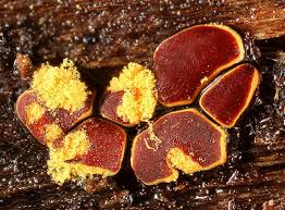 Attēlu rezultāti vaicājumam “Perichaena depressa”