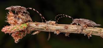 Attēlu rezultāti vaicājumam “Acanthocinus aedilis”