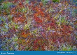 Attēlu rezultāti vaicājumam “Sphagnum magellanicum”