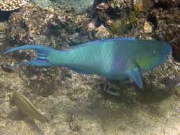 Image result for Scarus rubroviolaceus