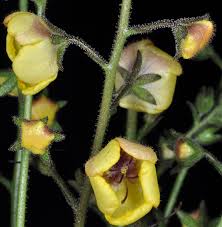 Attēlu rezultāti vaicājumam “Verbascum blattaria flower”
