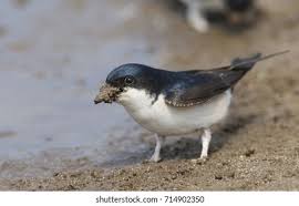 Attēlu rezultāti vaicājumam “Delichon urbicum adult”