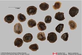 Attēlu rezultāti vaicājumam “Linaria vulgaris fruit”