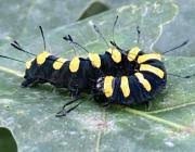 Attēlu rezultāti vaicājumam “Acronicta alni larva”