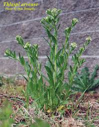 Attēlu rezultāti vaicājumam “Thlaspi arvense”