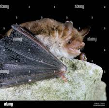 Attēlu rezultāti vaicājumam “Myotis nattereri”
