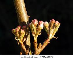 Attēlu rezultāti vaicājumam “Pyrus communis bud”