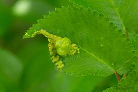 Attēlu rezultāti vaicājumam “Tetraneura ulmi”