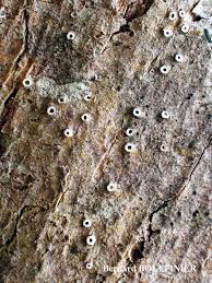 Attēlu rezultāti vaicājumam “Stictis”