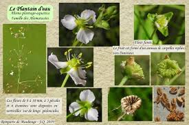 Attēlu rezultāti vaicājumam “Alisma plantago-aquatica fruit”