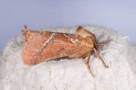 Attēlu rezultāti vaicājumam “Hepialus sylvina female”