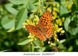 Attēlu rezultāti vaicājumam “Brenthis ino upperside”