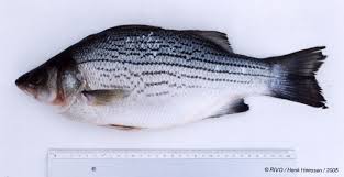 Image result for Morone saxatilis