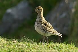 Attēlu rezultāti vaicājumam “Pluvialis apricaria”