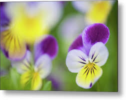 Attēlu rezultāti vaicājumam “Viola tricolor flower”